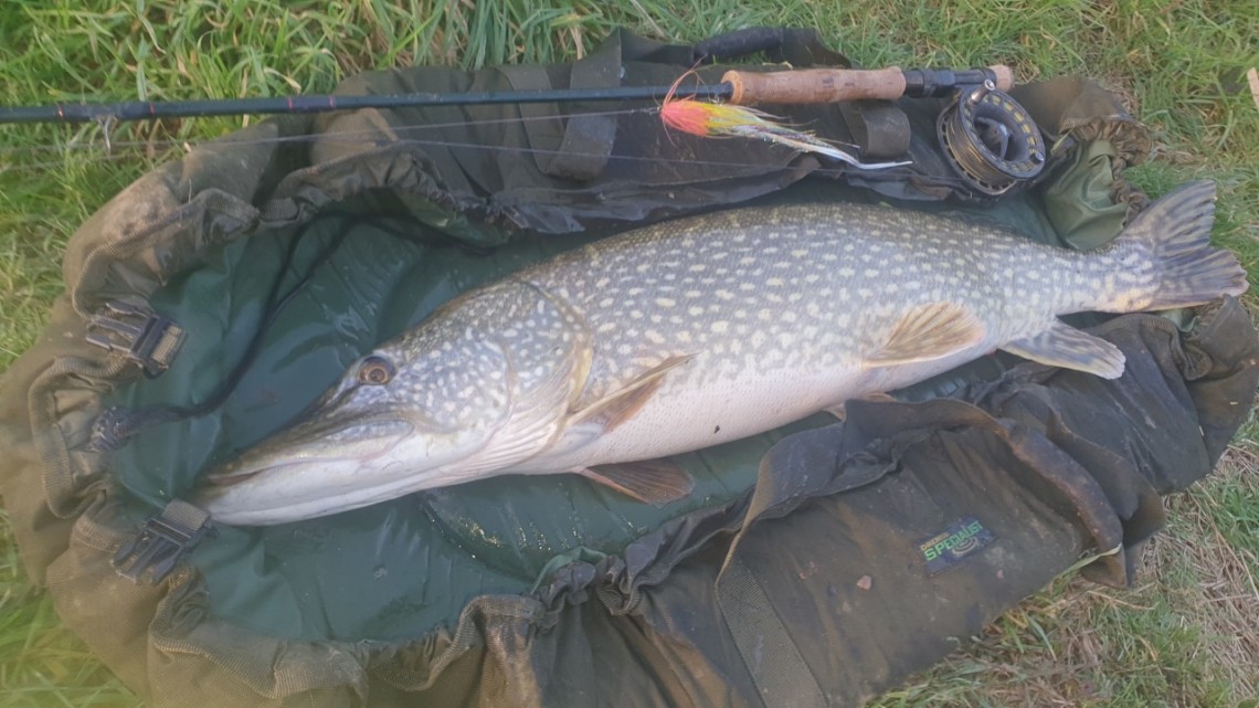 14 pounds Wye pike on the fly - LH from Hereford